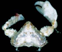 Photo: G. Paulay; Click for pictures of this species in Crustacean database